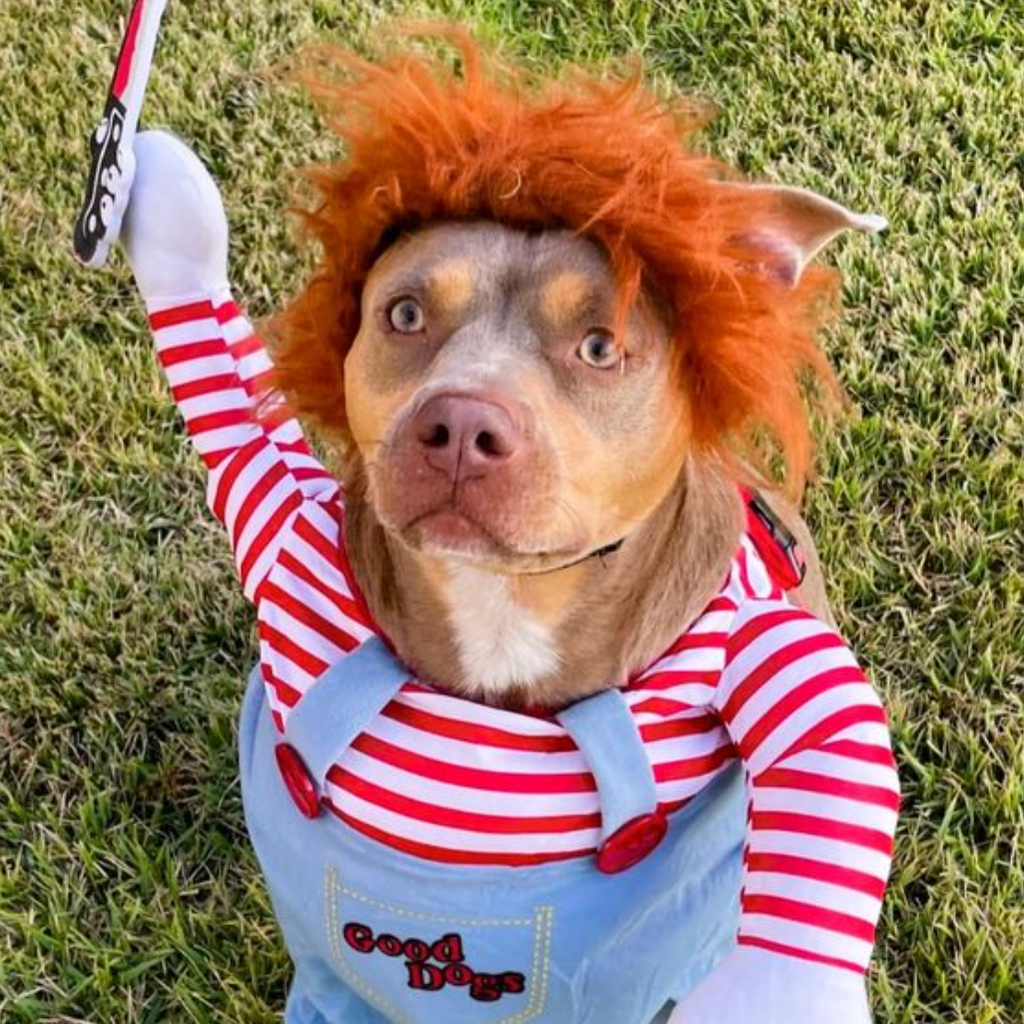 Costume da cane di Halloween Costume divertente per animali domestici
