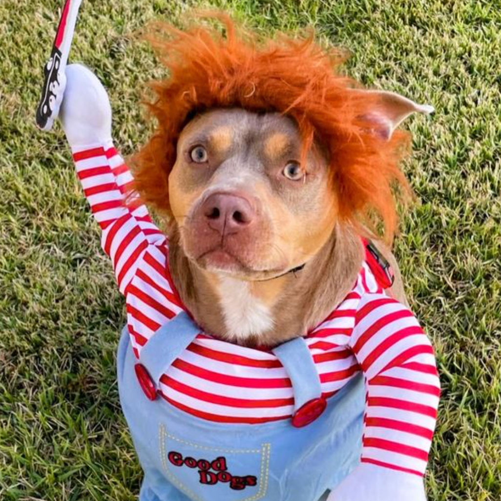 Costume da cane di Halloween Costume divertente per animali domestici