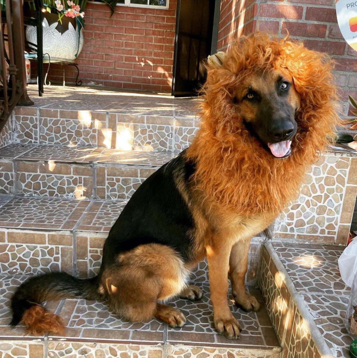Parrucca con criniera di leone per costume da cane di Halloween
