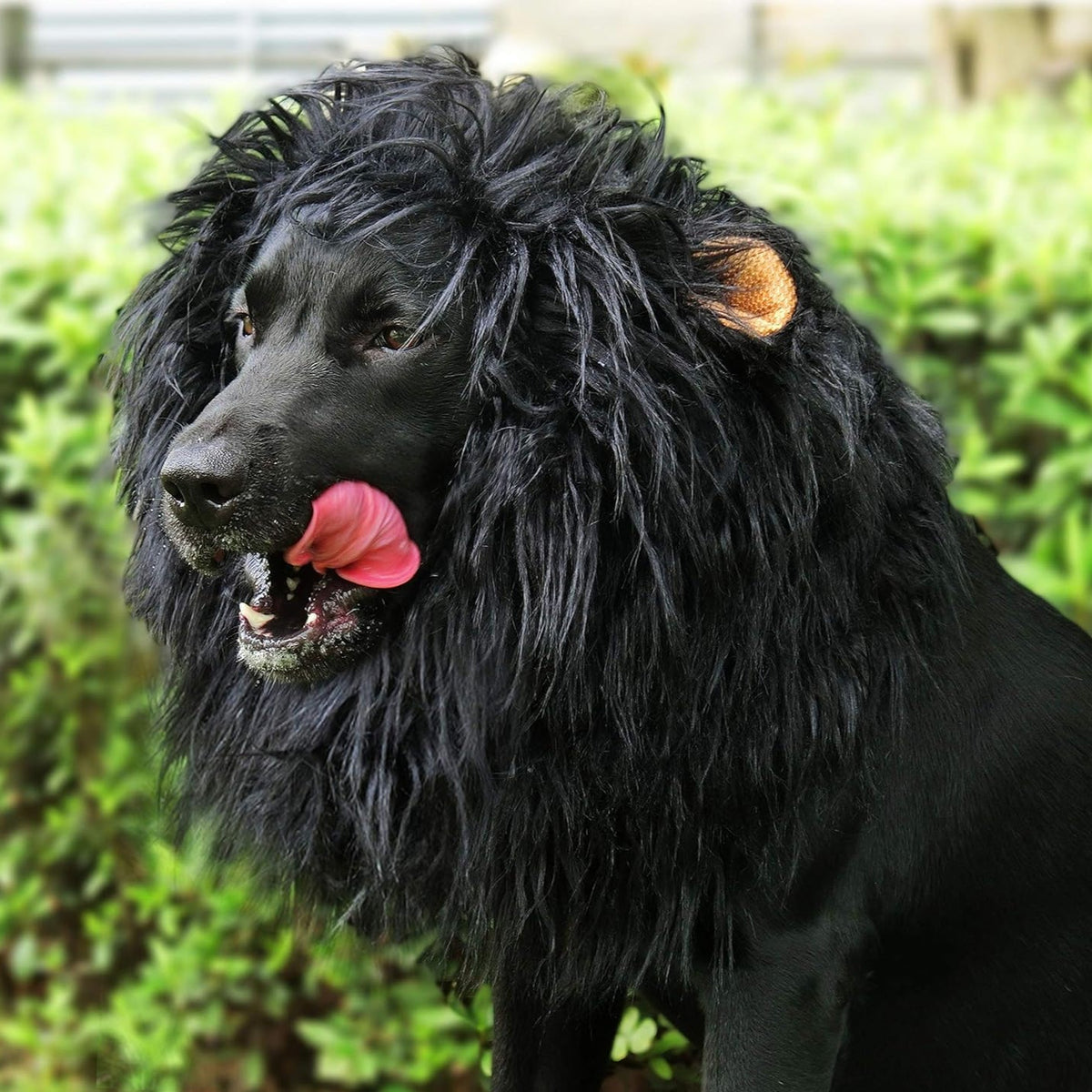 Parrucca con criniera di leone per costume da cane di Halloween