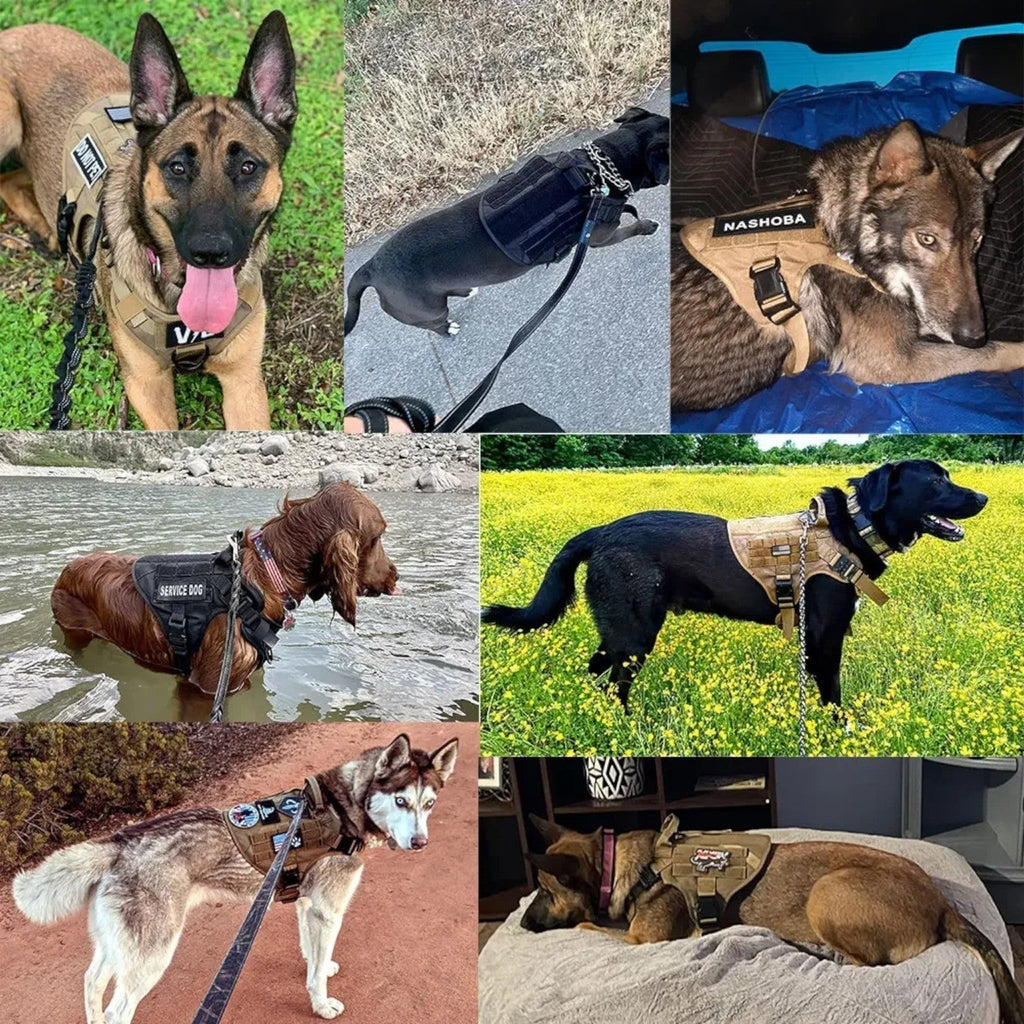 Pettorina tattica per cane di grado militare con sistema di sgancio rapido