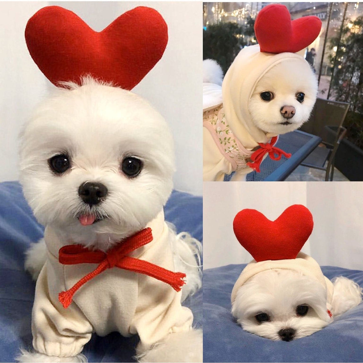Costumi e abiti di Halloween per cani con magliette personalizzate Felpa con cappuccio in pile con cappuccio originale per piccoli