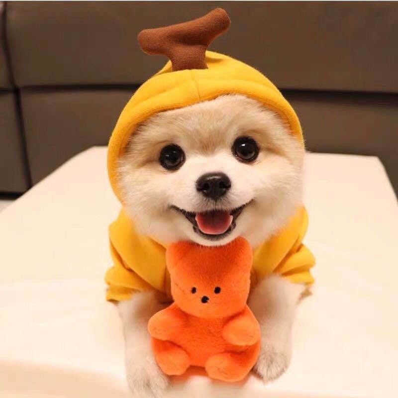 Costumi e abiti di Halloween per cani con magliette personalizzate Felpa con cappuccio in pile con cappuccio originale per piccoli