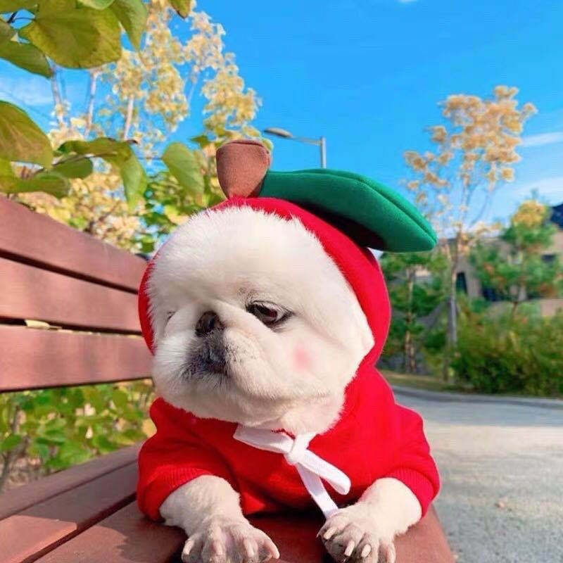 Costumi e abiti di Halloween per cani con magliette personalizzate Felpa con cappuccio in pile con cappuccio originale per piccoli