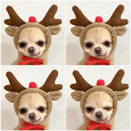 Costumi e abiti di Halloween per cani con magliette personalizzate Felpa con cappuccio in pile con cappuccio originale per piccoli