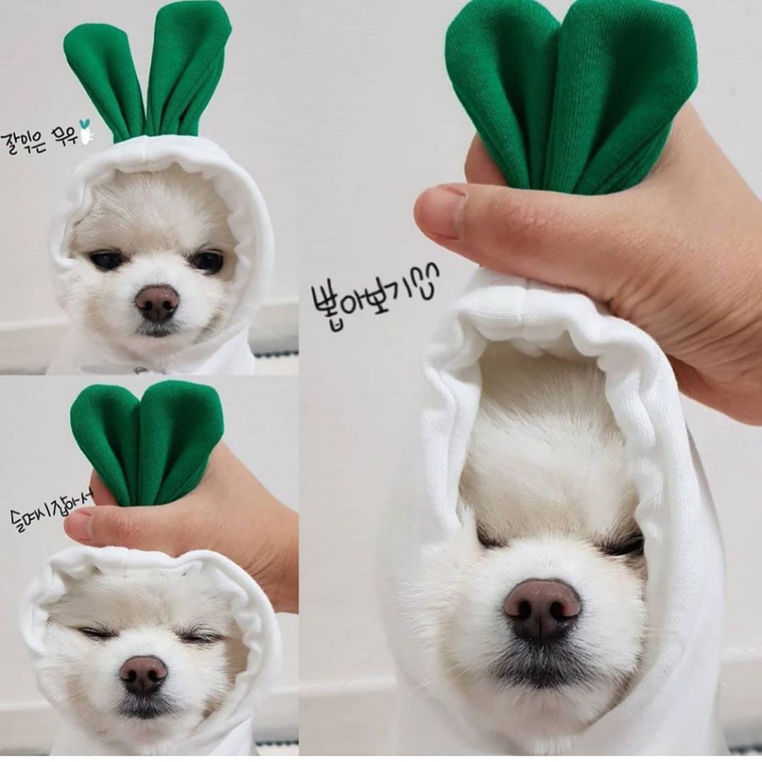Costumi e abiti di Halloween per cani con magliette personalizzate Felpa con cappuccio in pile con cappuccio originale per piccoli