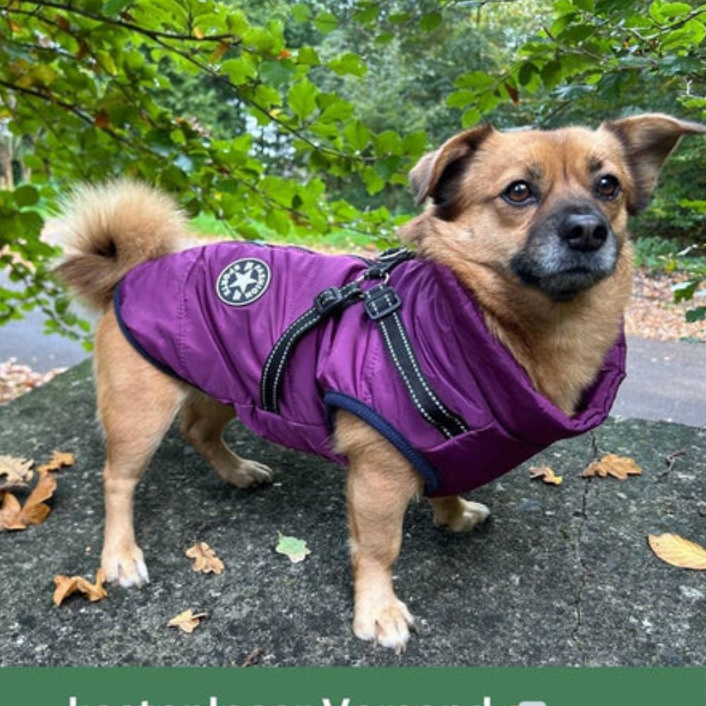 Cappotto impermeabile per cani AquaPup per giornate piovose e tempo freddo