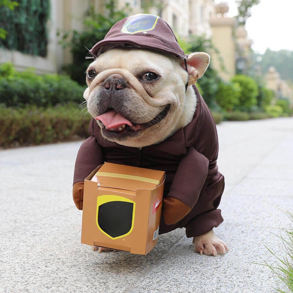 Vestito per la consegna di costumi per cani di Halloween