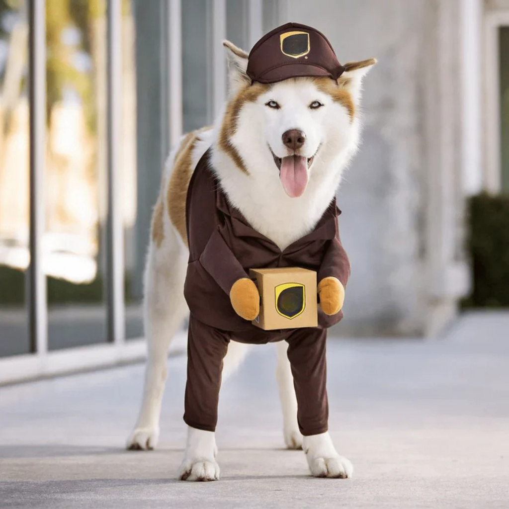 Vestito per la consegna di costumi per cani di Halloween