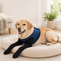 PawGuard maniche di recupero doppie per zampe anteriori dei cani - Protezione anti-leccamento senza collare elisabettian
