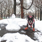 Stivali da neve caldi per cani - SnowPaws